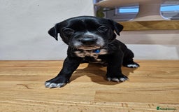 Mixed Breed dogs for sale: Litter of 7 dalmatian cross puppies - Image 15