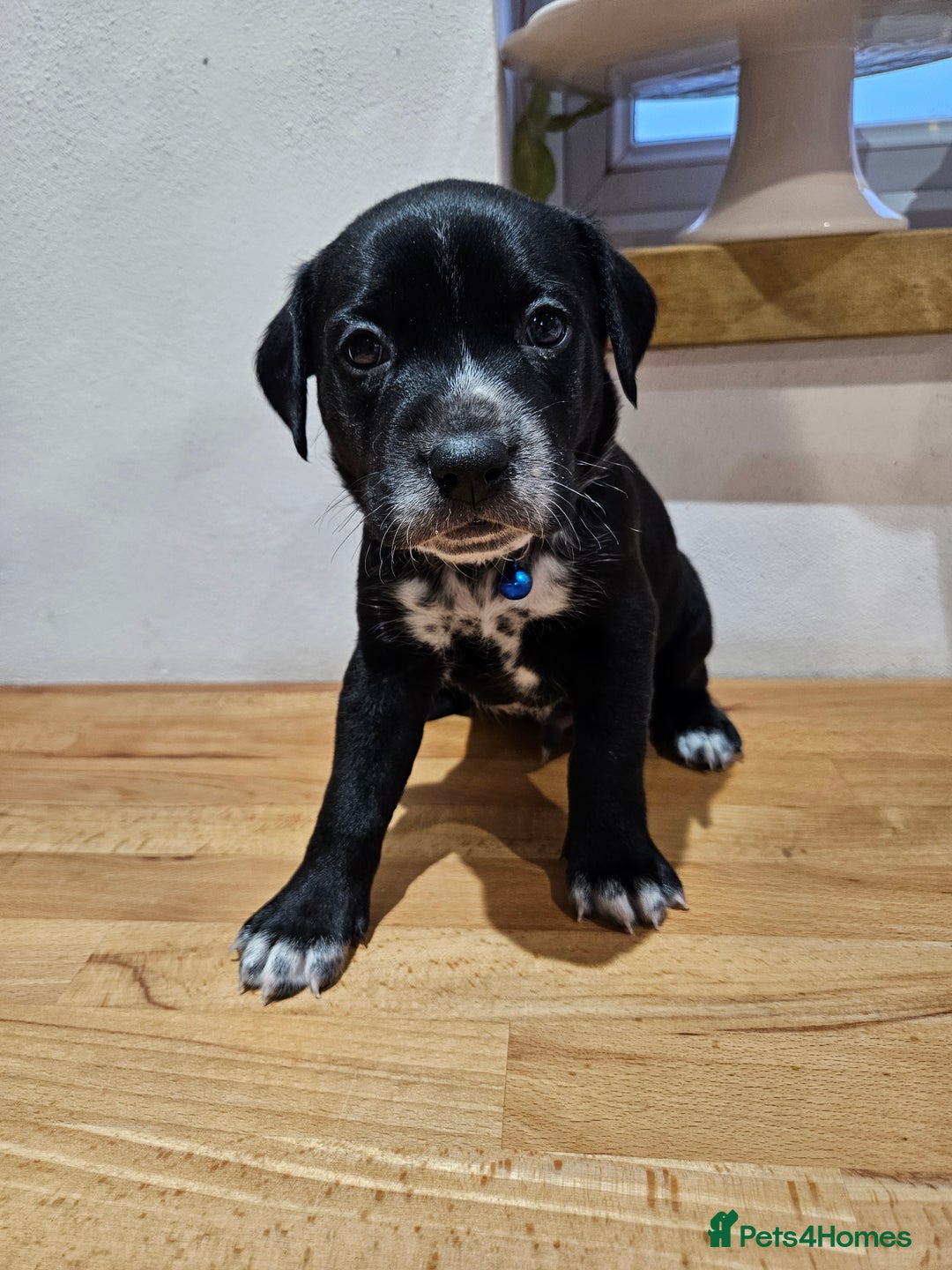 Mixed Breed dogs for sale: Litter of 7 dalmatian cross puppies - Image 15