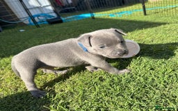Staffordshire Bull Terrier dogs for sale: ✨ Staffy Bull Terrier Puppies DNA Clear, Healthy ✨ - Image 1