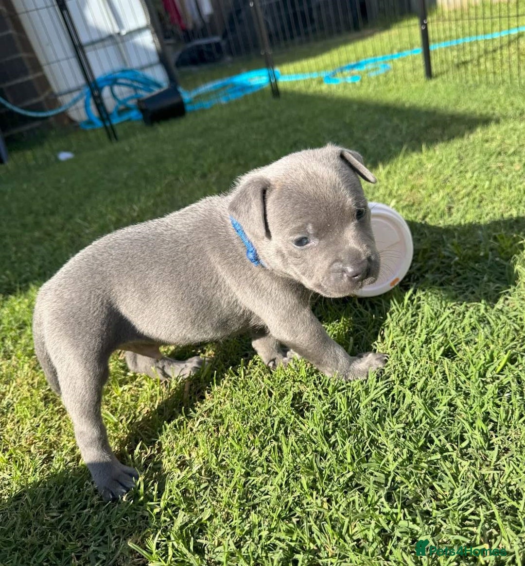 Staffordshire Bull Terrier dogs for sale: ✨ Staffy Bull Terrier Puppies DNA Clear, Healthy ✨ - Image 1