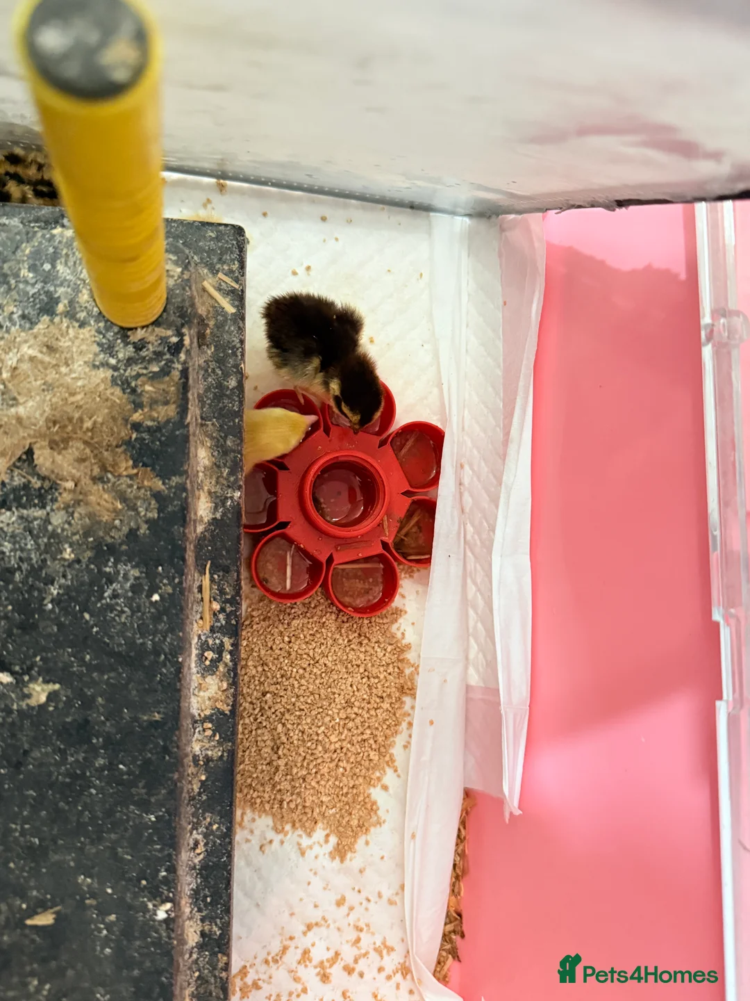 Quail poultry for sale: Days old Coturnix quail chicks  in Chester-le-Street - Advert 4