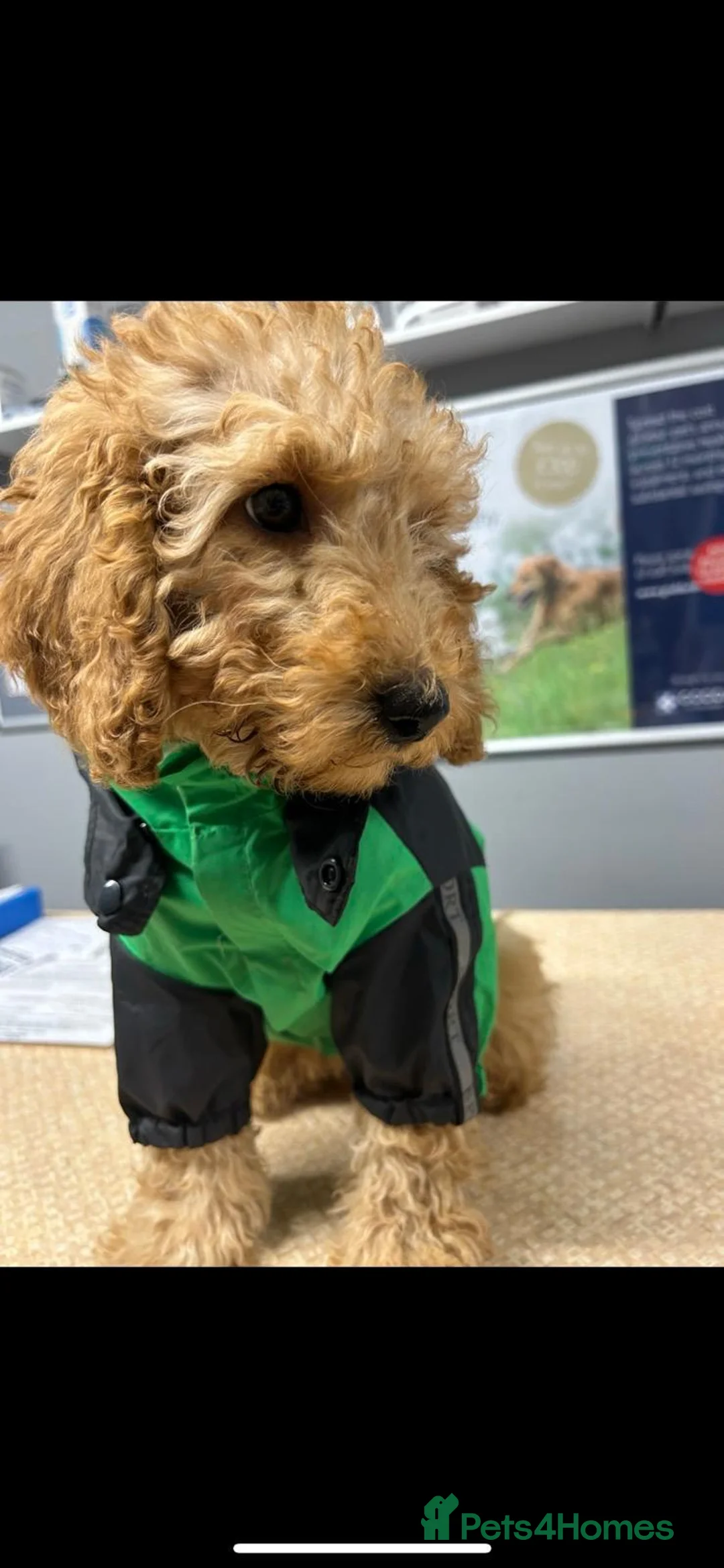 Cavapoo dogs for sale: F1B Cavapoo Puppies for Sale - Advert 15