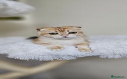 Scottish Fold cats for sale: READY NOW-TICA-SCOTTISH FOLD GIRL  - Image 17