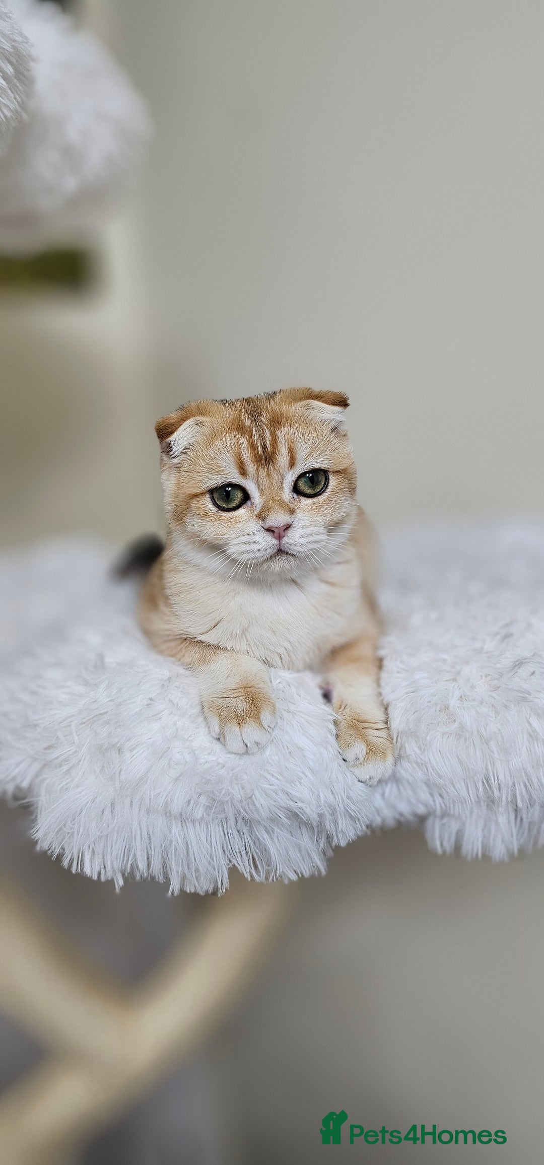 Scottish Fold cats for sale: READY NOW-TICA-SCOTTISH FOLD GIRL  - Image 17