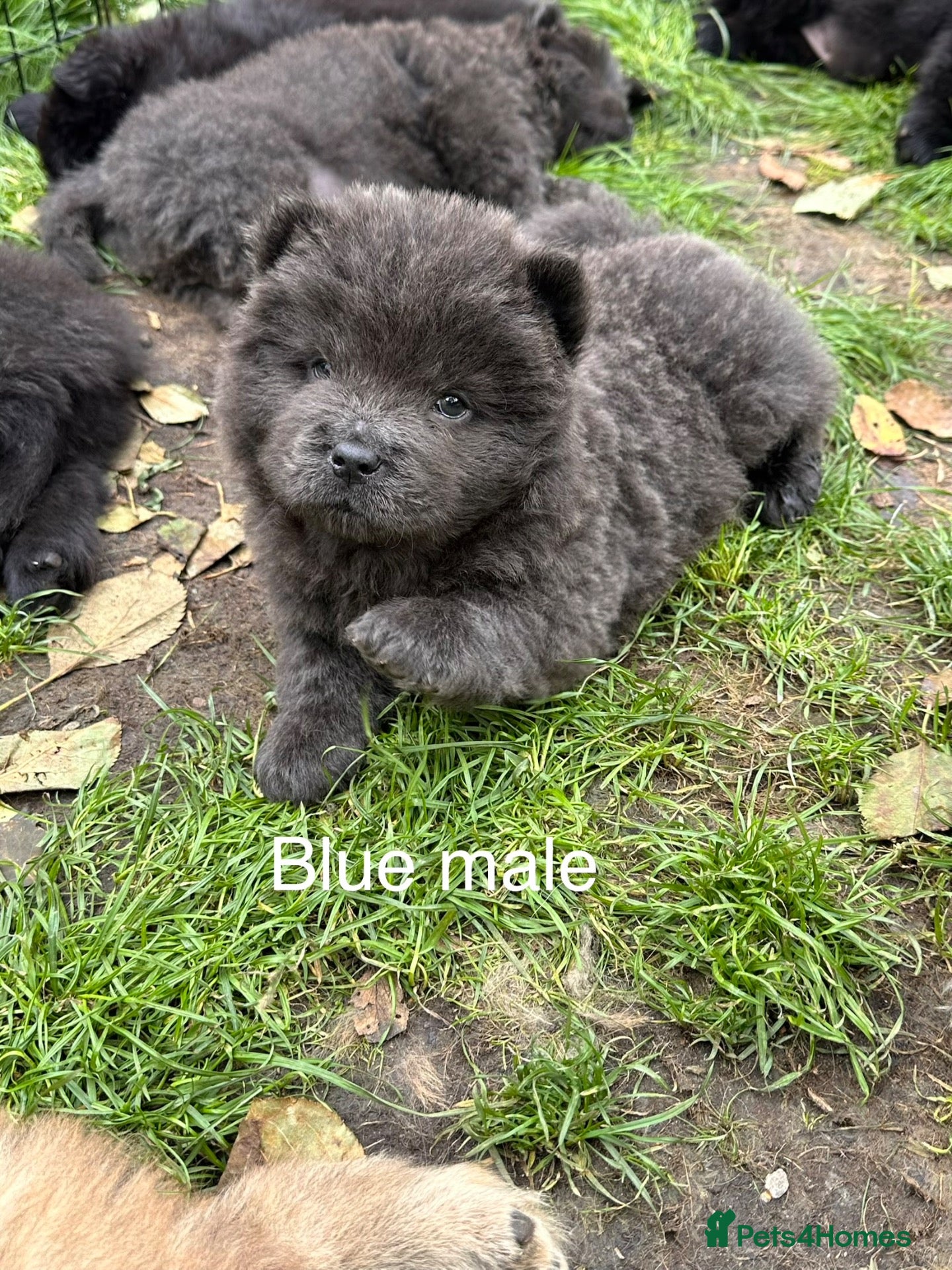 Chow Chow dogs Beautiful Chow Chow puppies  - Advert 13