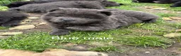 Chow Chow dogs for sale: Beautiful Chow Chow puppy - Advert 8