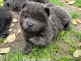 Chow Chow dogs Beautiful Chow Chow puppies - Advert 1