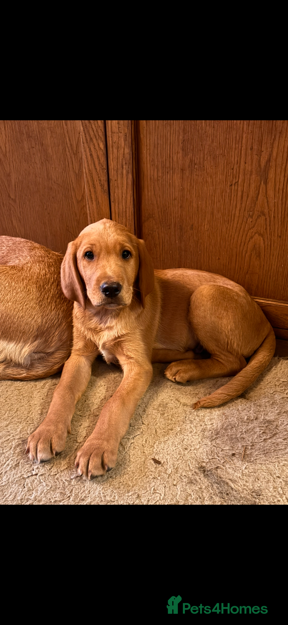 Labrador Retriever dogs 2 Beautiful Male Yellow / Red Fox Labradors   - Advert 5