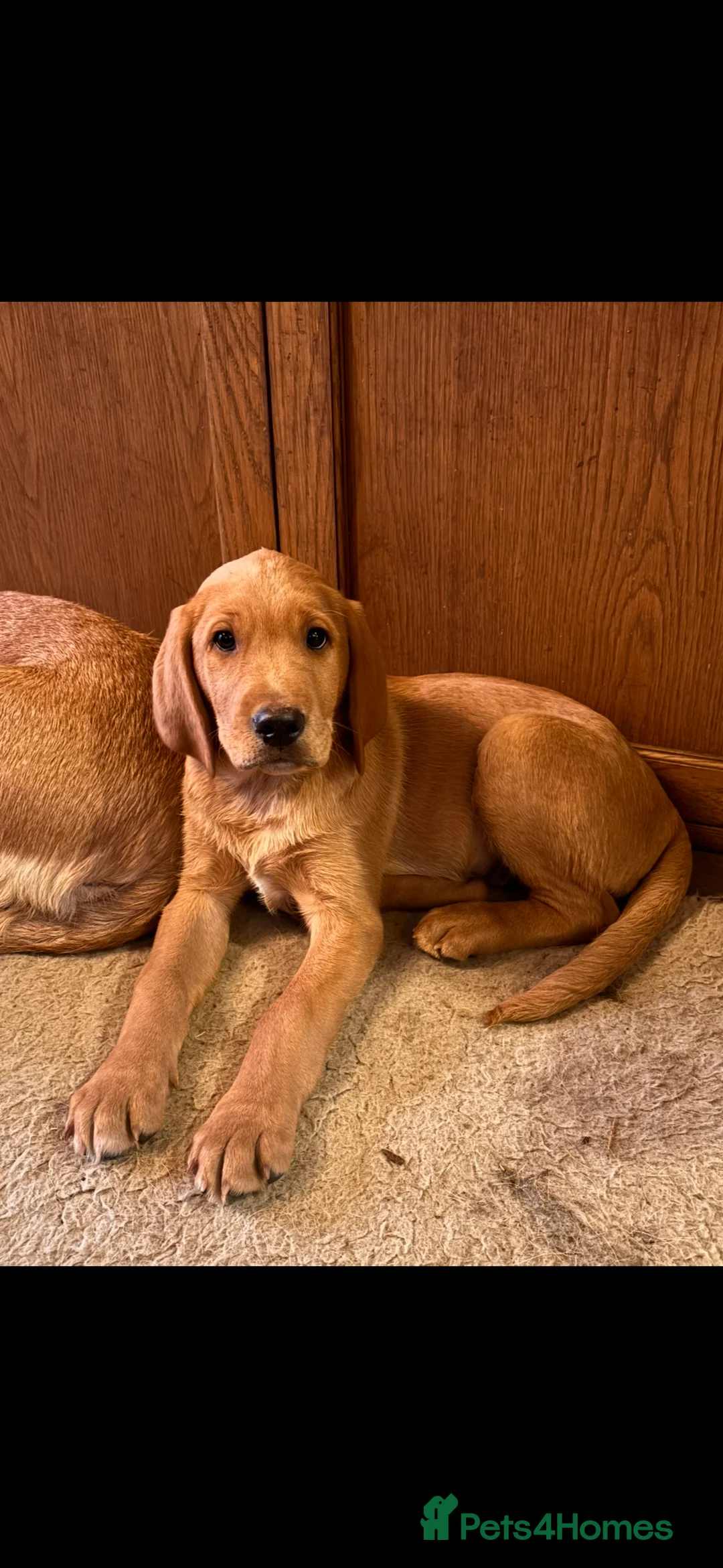 Labrador Retriever dogs for sale: 2 Beautiful Male Yellow / Red Fox Labradors   - Advert 1