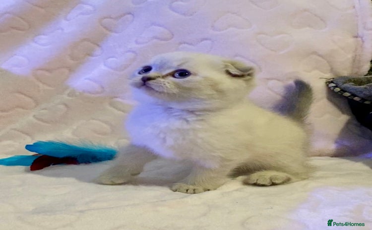 British Shorthair cats 🧸EXCEPTIONAL QUALITY PURE BREED BSH TEDDY BEARS🧸 - Advert 11