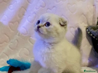 British Shorthair cats 🧸EXCEPTIONAL QUALITY PURE BREED BSH TEDDY BEARS🧸 - Advert 13