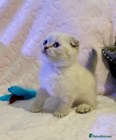 British Shorthair cats 🧸EXCEPTIONAL QUALITY PURE BREED BSH TEDDY BEARS🧸 - Advert 11