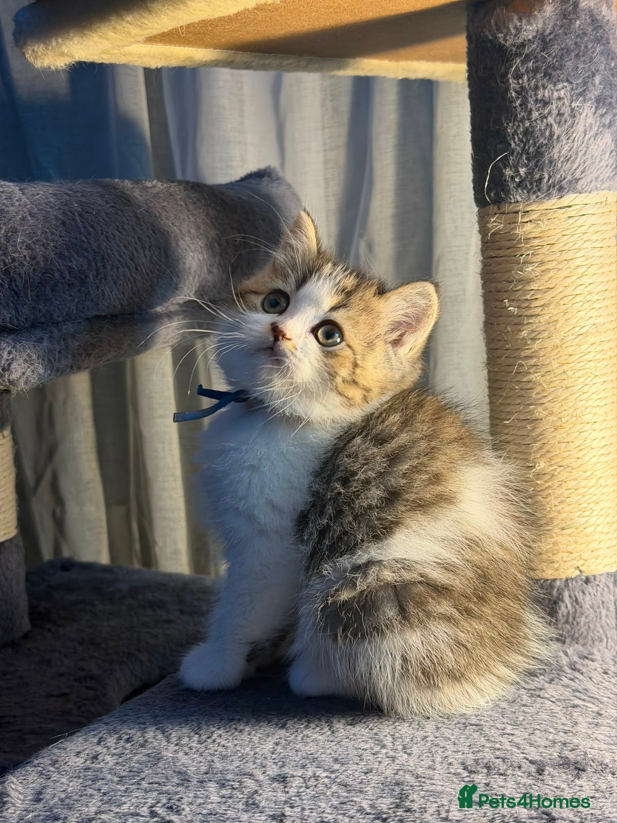 British Longhair cats BLH Adorable unique kittens TICA - Advert 10