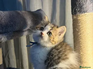 British Longhair cats BLH Adorable unique kittens TICA - Advert 10