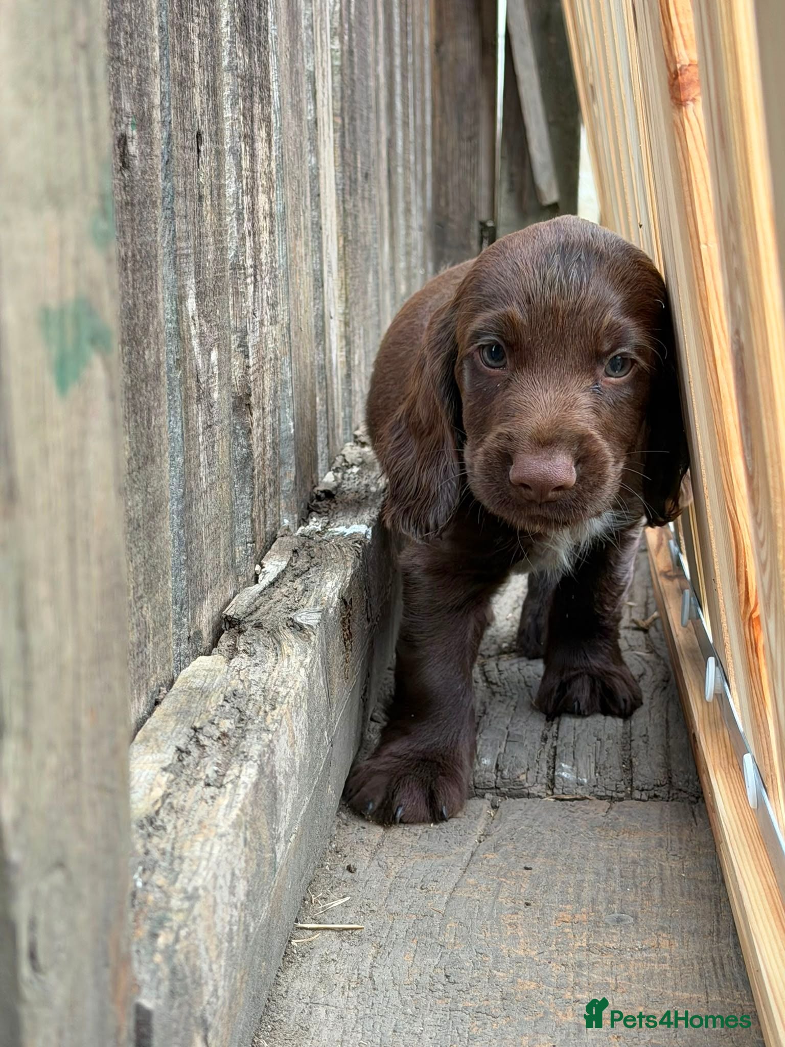 Cocker Spaniel dogs Working Cocker Spaniel Puppies For Sale - Advert 1