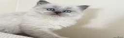 Ragdoll cats for sale: Beautiful blue point female  - Advert 2