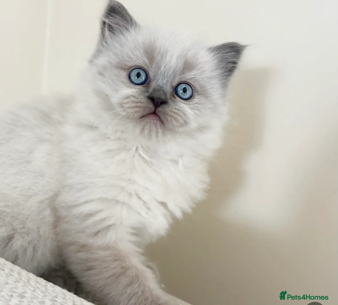 Ragdoll cats for sale: Beautiful blue point female  - Advert 2