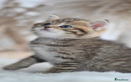 British Shorthair cats for sale: Beautiful golden spotted British shorthair kittens - Image 2