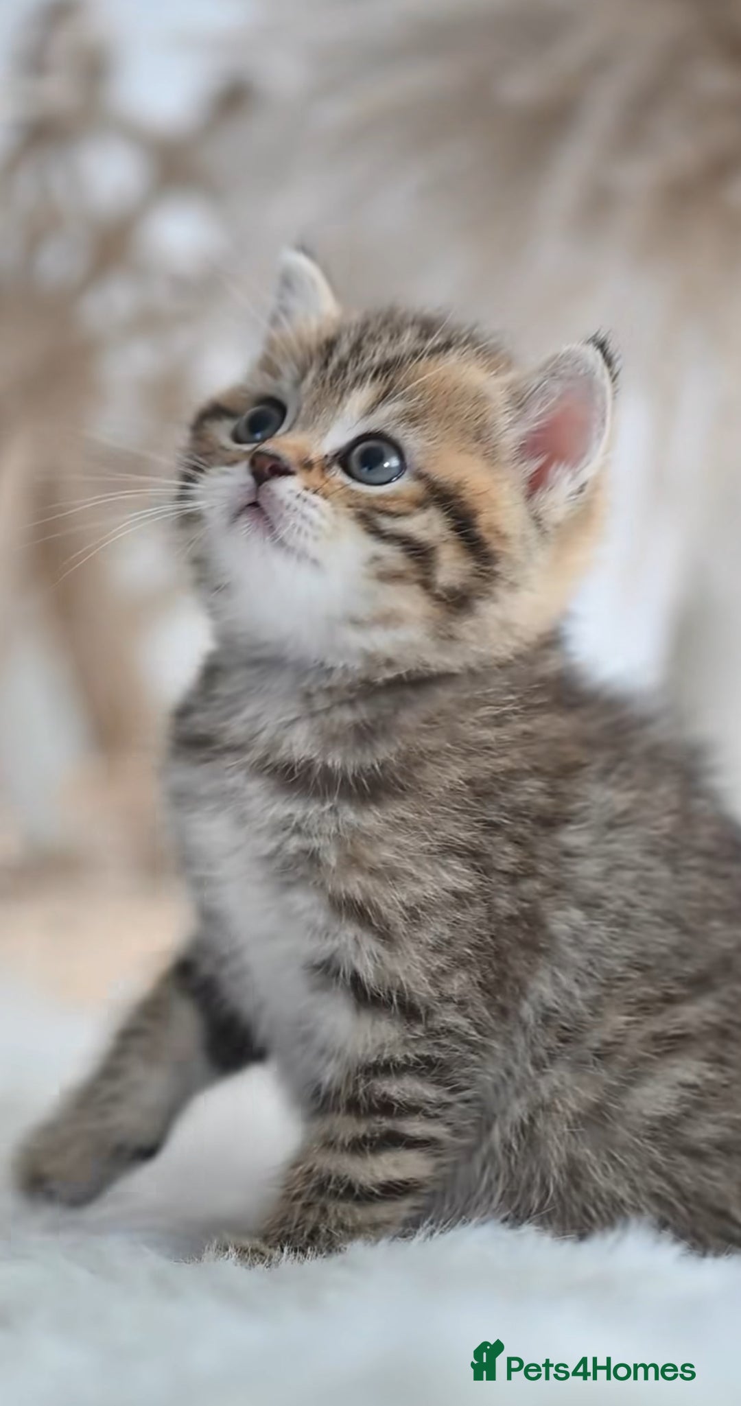 British Shorthair cats for sale: Beautiful golden spotted British shorthair kittens - Image 2