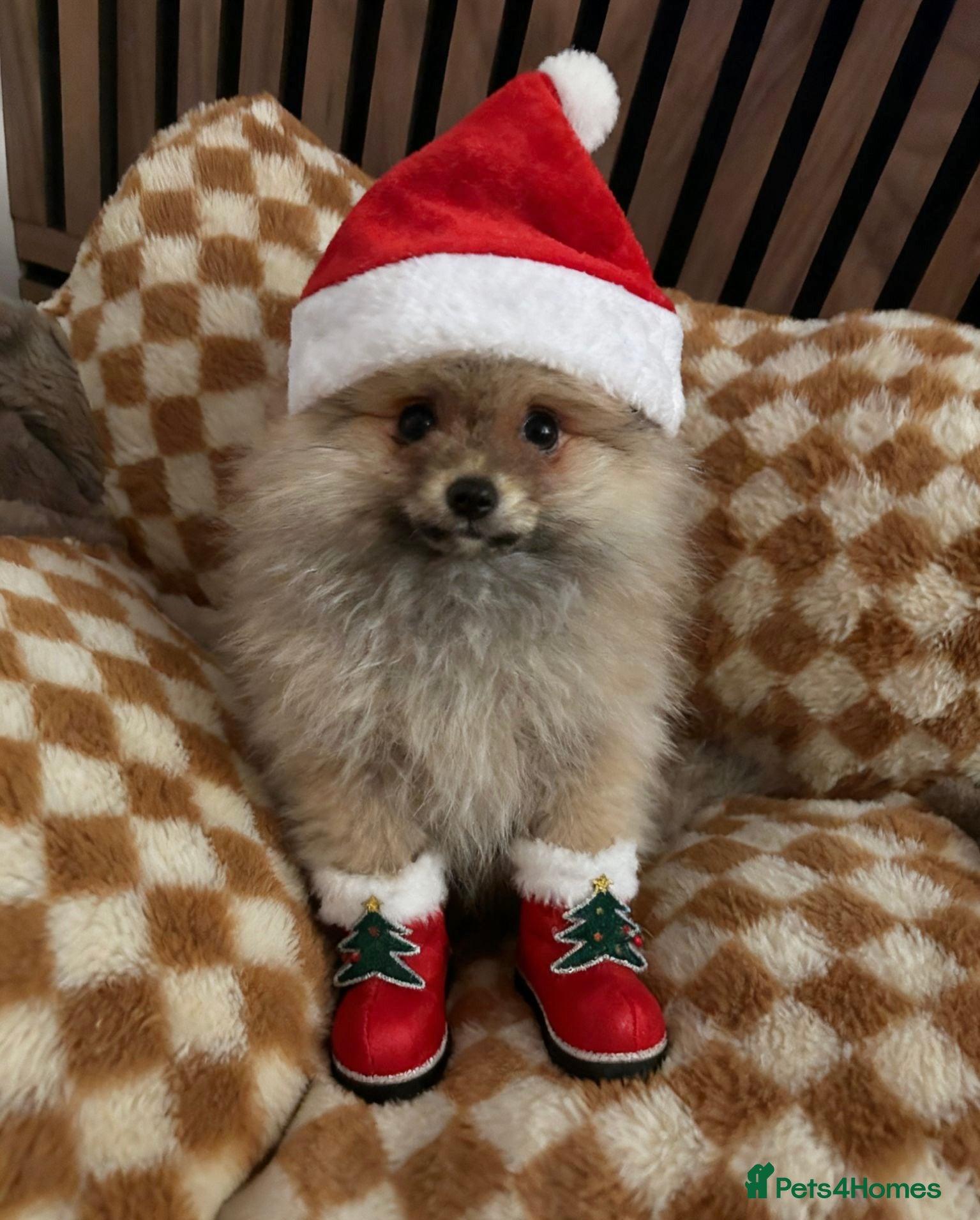 Pomeranian dogs 🏆✨LAST 1 🧸Small 🤩 Teddy Bear Face Pom🐶✨ - Advert 2