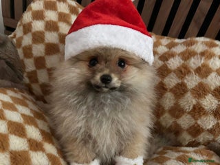 Pomeranian dogs 🏆✨LAST 1 🧸Small 🤩 Teddy Bear Face Pom🐶✨ - Advert 2