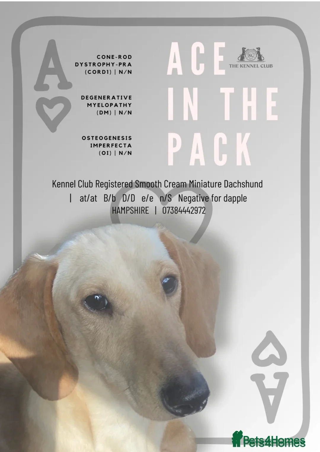 Miniature Dachshund dogs for sale: Stunning Kc Registered Miniature Dachhunds  - Advert 2