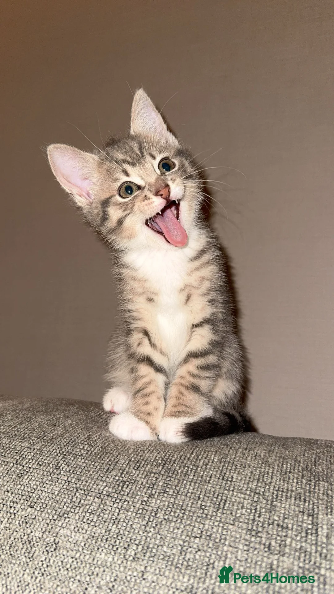 Mixed Breed cats for sale: Beautiful Kittens Ready for Their Forever Homes - Advert 18