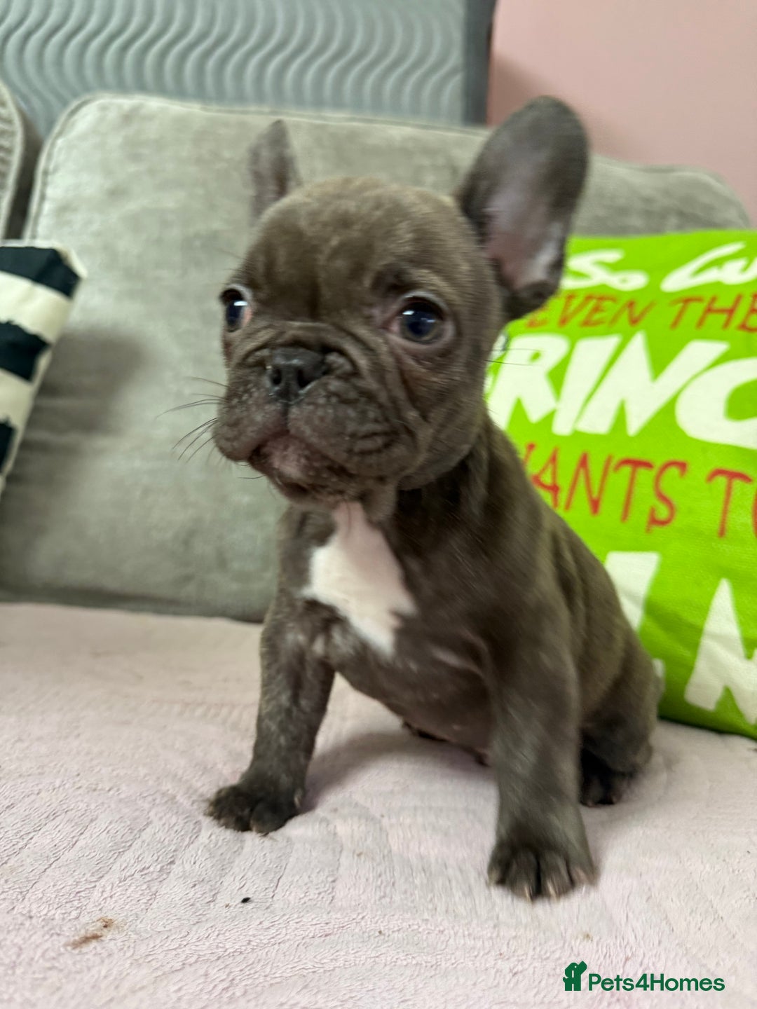 French Bulldog dogs for sale: 🐾 LAST PUPPY AVAILABLE –(Micro-Expected) – £900 - Advert 13