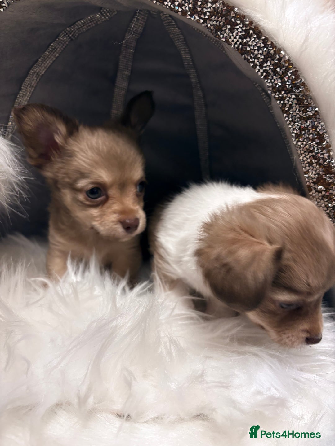 Mixed Breed dogs for sale: Stunning miniature toy chiweenie pups male female - Advert 16