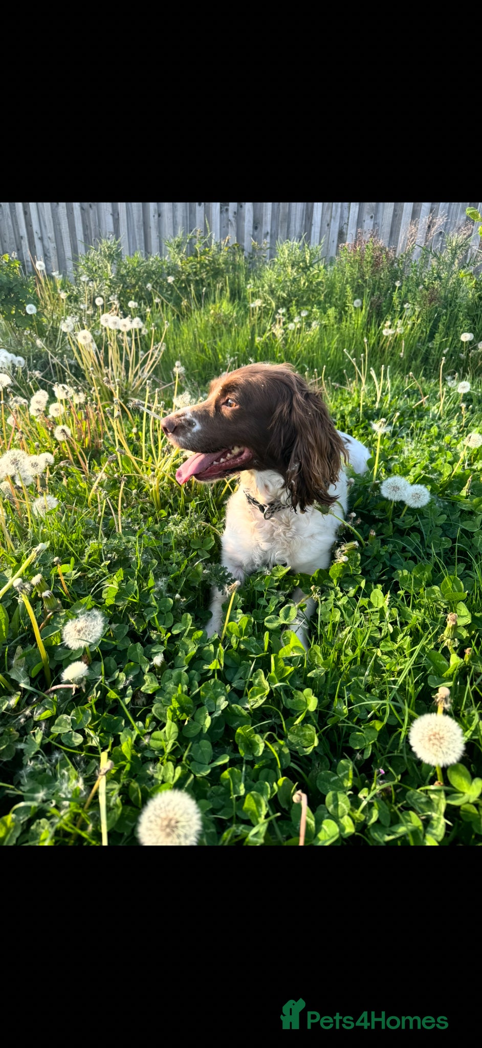 English Springer Spaniel dogs 8 years old! female spaniel - Advert 18
