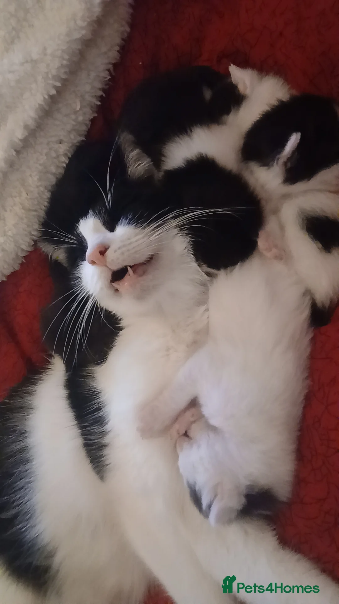 Mixed Breed cats for sale: 5 kittens in Birmingham - Advert 1