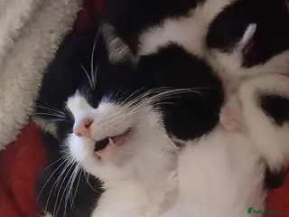 Mixed Breed cats 5 kittens - Advert 4