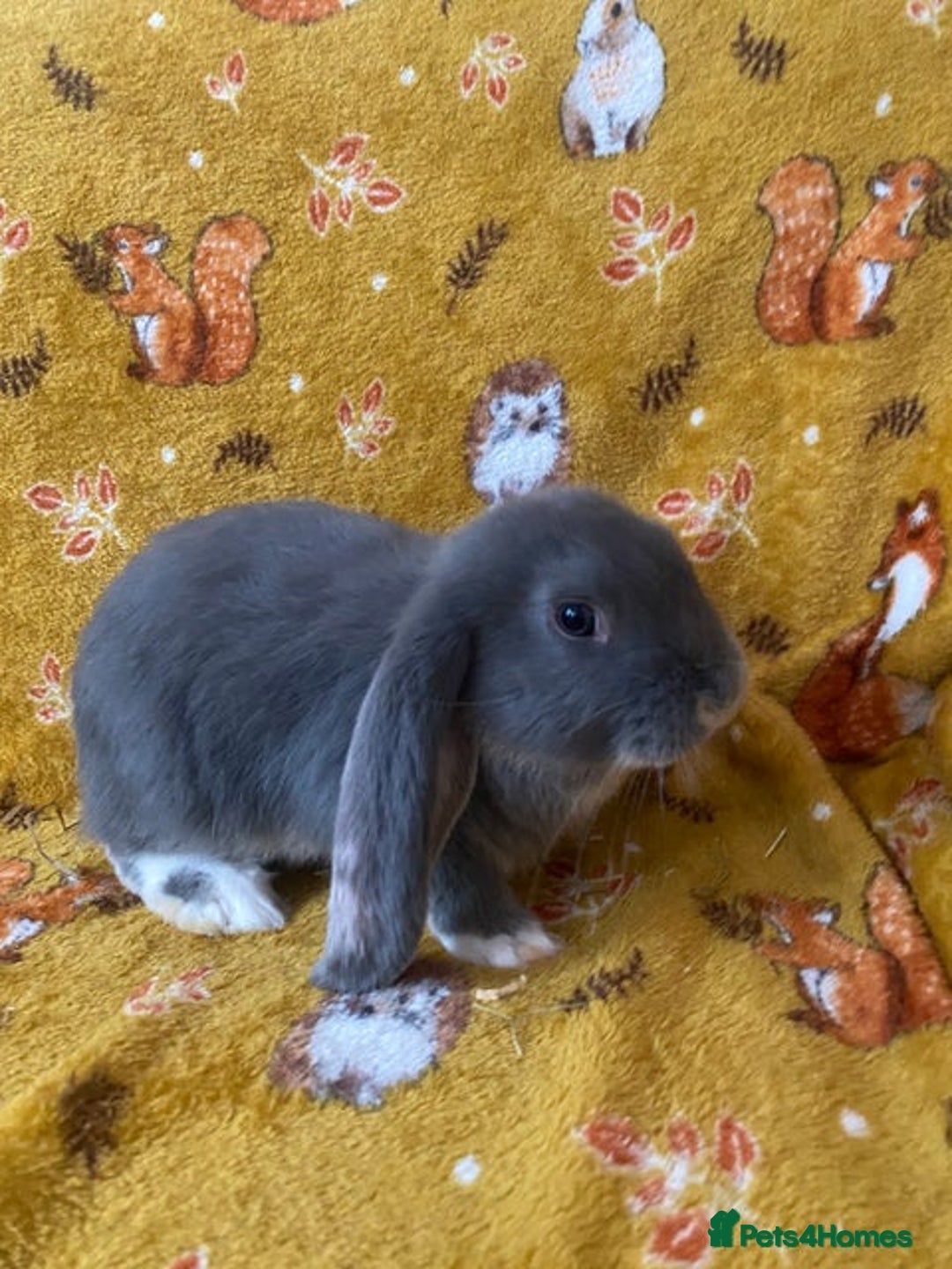 French Lop rabbits for sale: Beautiful  French Lops  (BRC) - Advert 16