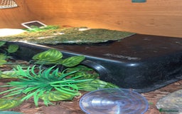 Python Snake reptiles for sale: Ball python - pastel lesser het clown  - Image 4