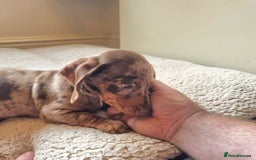 Miniature Dachshund dogs for sale: Gorgeous Mini Smooth Dachshunds Ready Now - Image 6