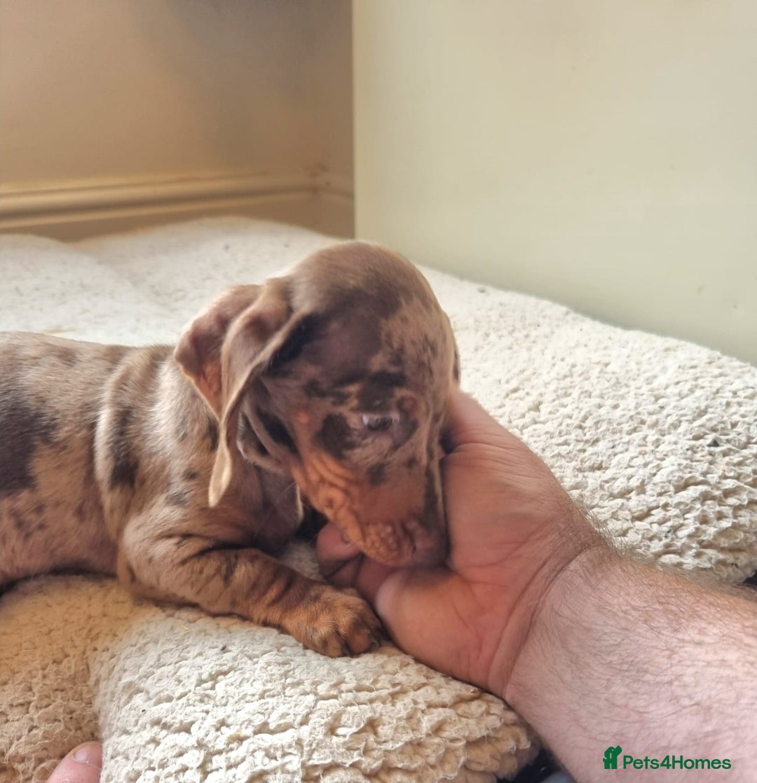 Miniature Dachshund dogs for sale: Gorgeous Mini Smooth Dachshunds Ready Now - Image 6