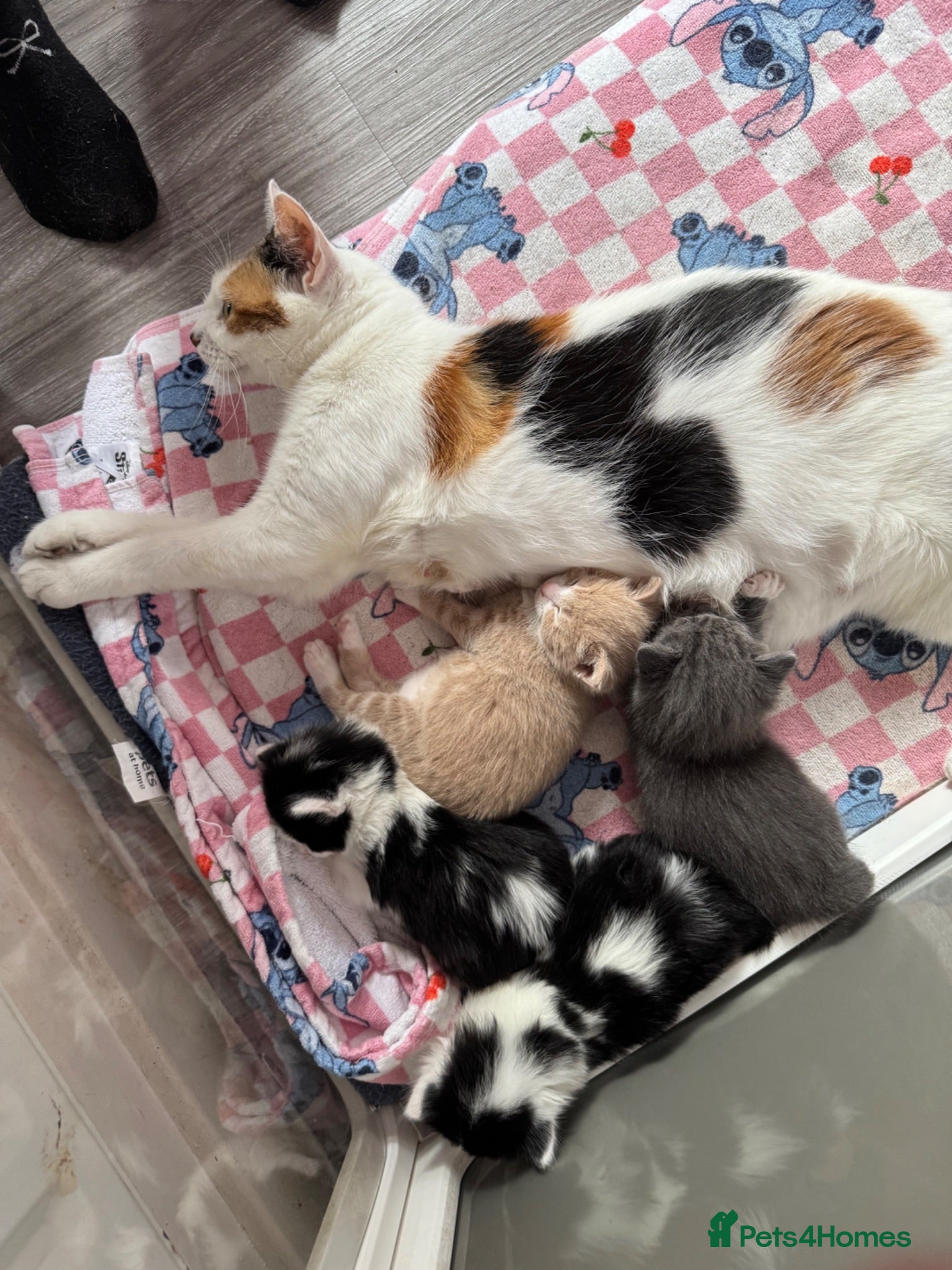 Mixed Breed cats Beautiful half Maine coon ginger and grey kittens  - Advert 4