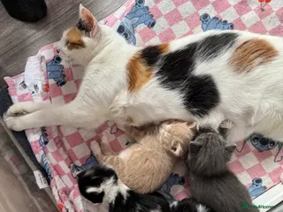 Mixed Breed cats Beautiful half Maine coon ginger and grey kittens - Advert 4