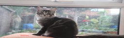 Maine Coon cats for sale: TICA registered, parents DNA tested negative - Advert 5
