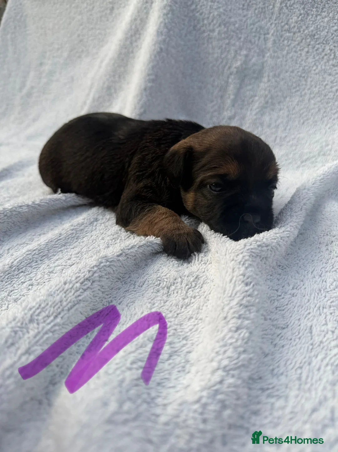 Border Terrier dogs for sale: K.C registered border terrier puppies - Advert 4