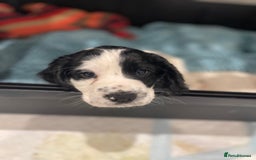 Cocker Spaniel dogs for sale: working cocker spaniel puppies for sale - Image 10