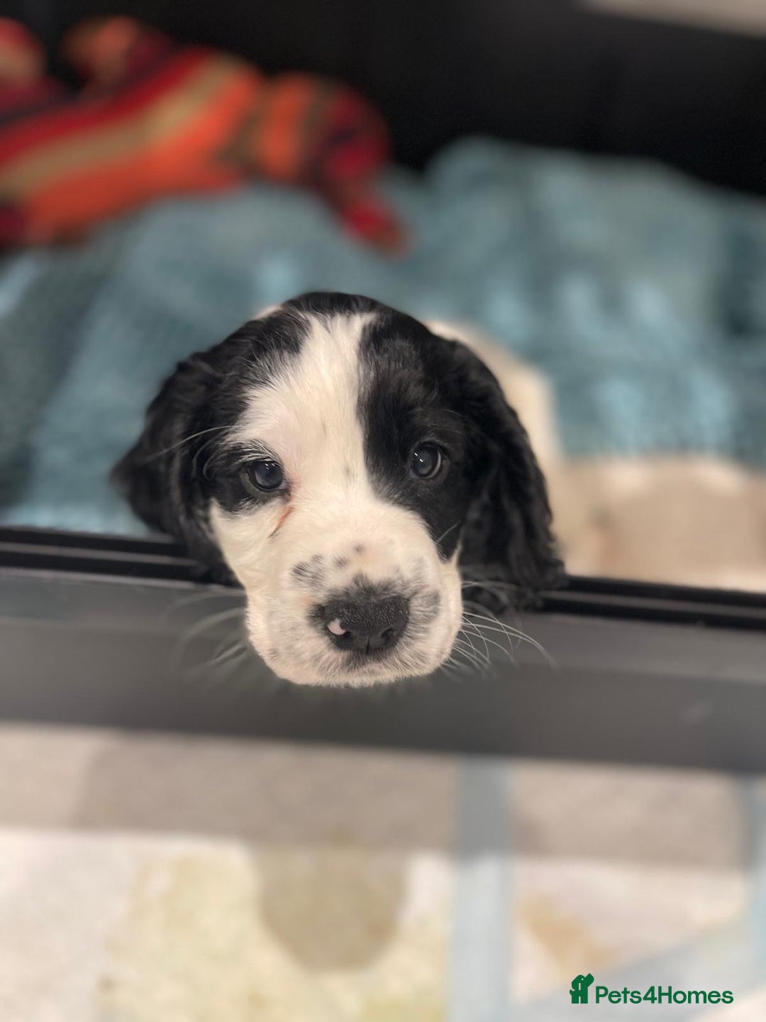 Cocker Spaniel dogs for sale: working cocker spaniel puppies for sale - Image 10