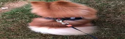 Pomeranian dogs for stud: Orange Pomeranian Stud  - Advert 5