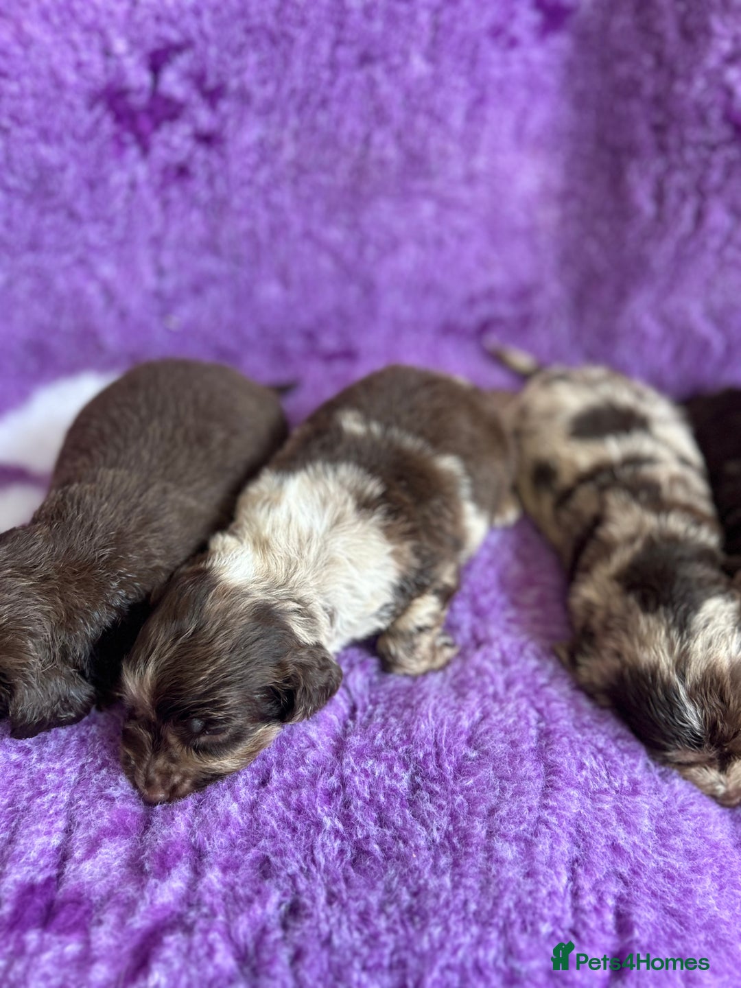 Cockapoo dogs for sale: Rare toy cockapoo - Image 6