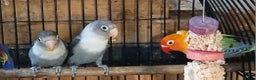 Lovebirds birds for sale: Lovebirds fischers x4 fischers lovebirds  - Advert 16