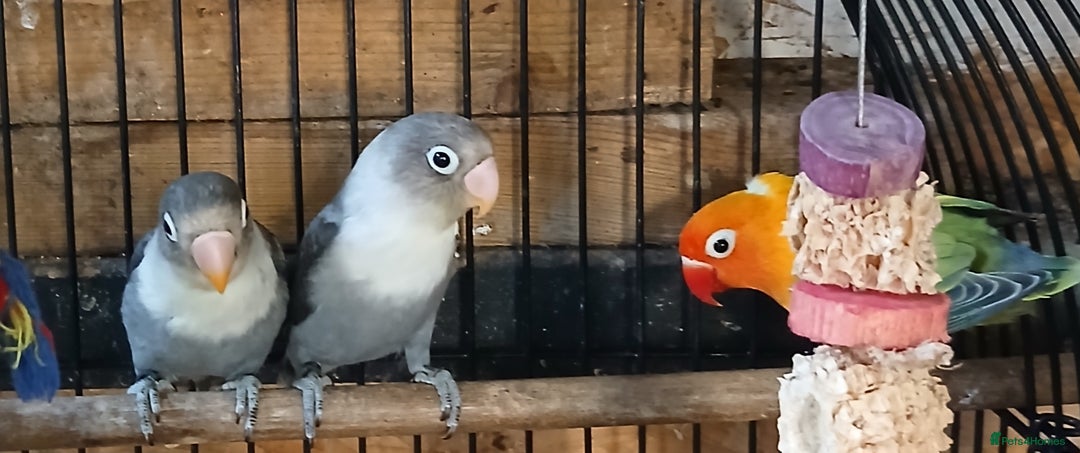 Lovebirds birds for sale: Lovebirds fischers x4 fischers lovebirds  - Image 16