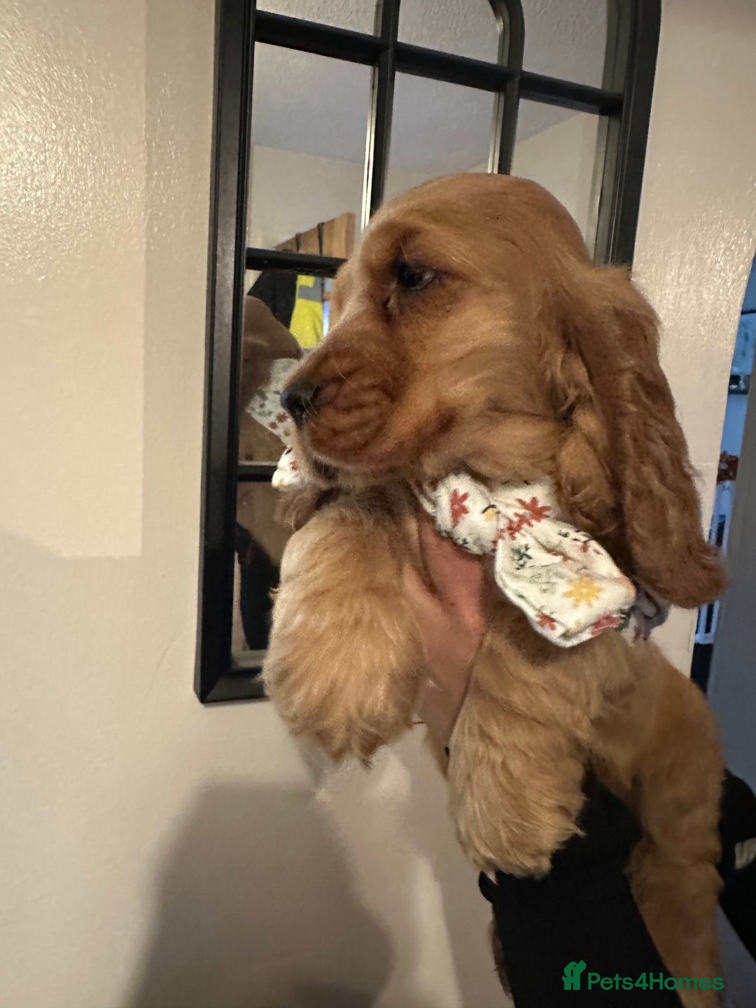 Cocker Spaniel dogs for sale: KC Golden Show Cocker Spaniel  READY TO GO! - Advert 34
