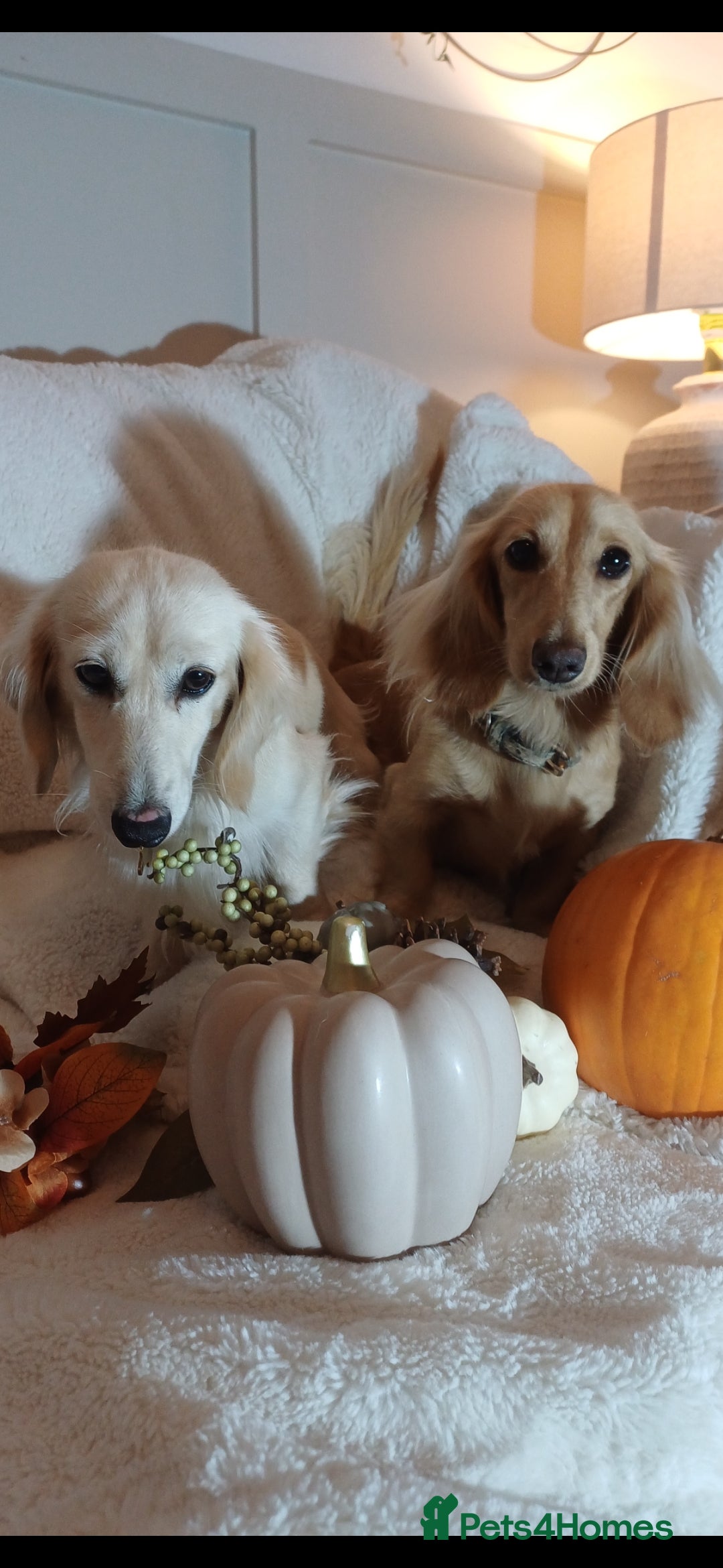 Miniature Dachshund dogs for sale: Fantastic pure English cream longhair dachshund  - Image 4