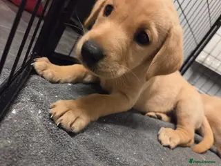 Labrador Retriever dogs Reduced KC registered labrador pups last 2 - Advert 4