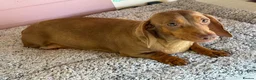 Dachshund dogs for sale: 4 year old Heidi  - Advert 9
